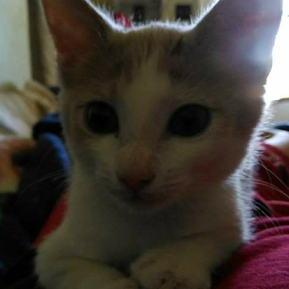 Meet your Posher, Vella